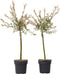 Plant in a Box - Salix integra Flamingo - Set van 2 - Tuinplant - Bonte wilg - Winterhard - Pot 17cm - Hoogte 60-80cm
