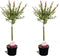 Plant in a Box - Salix integra Flamingo - Set van 2 - Tuinplant - Bonte wilg - Winterhard - Pot 17cm - Hoogte 60-80cm