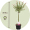 Plant in a Box - Salix integra Flamingo - Set van 2 - Tuinplant - Bonte wilg - Winterhard - Pot 17cm - Hoogte 60-80cm