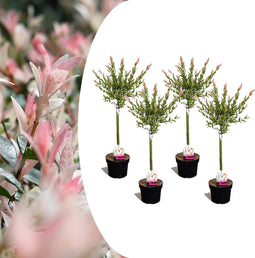 Plant in a Box - Salix integra Flamingo - Set van 4 - Tuinplant - Bonte wilg - Winterhard - Pot 17cm - Hoogte 60-80cm