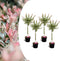 Plant in a Box - Salix integra Flamingo - Set van 4 - Tuinplant - Bonte wilg - Winterhard - Pot 17cm - Hoogte 60-80cm