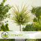Plant in a Box - Salix integra Flamingo - Set van 4 - Tuinplant - Bonte wilg - Winterhard - Pot 17cm - Hoogte 60-80cm