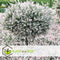 Plant in a Box - Salix integra Flamingo - Set van 4 - Tuinplant - Bonte wilg - Winterhard - Pot 17cm - Hoogte 60-80cm