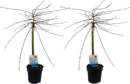 Plant in a Box - Salix repens 'Iona' - Set van 2 - Pot 14cm - Hoogte 70-80cm