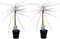 Plant in a Box - Salix repens 'Iona' - Set van 2 - Pot 14cm - Hoogte 70-80cm