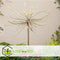 Plant in a Box - Salix repens 'Iona' - Set van 2 - Pot 14cm - Hoogte 70-80cm