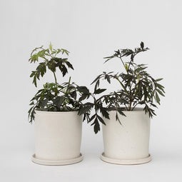 Plant in a Box - Sambucus nigra 'Black Lace' - Set van 2 - Donkerbladerige vlierbes met prachtige roze-witte bloemen - Pot 17cm - Hoogte 25-40cm