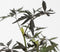 Plant in a Box - Sambucus nigra 'Black Lace' - Set van 2 - Donkerbladerige vlierbes met prachtige roze-witte bloemen - Pot 17cm - Hoogte 25-40cm