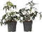 Plant in a Box - Sambucus nigra 'Black Lace' - Set van 2 - Donkerbladerige vlierbes met prachtige roze-witte bloemen - Pot 17cm - Hoogte 25-40cm