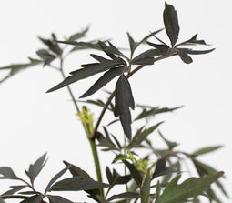 Plant in a Box - Sambucus nigra 'Black Lace' - Set van 4 - Pot 17cm - Hoogte 25-40cm