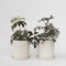 Plant in a Box - Sambucus nigra 'Black Lace' - Set van 4 - Pot 17cm - Hoogte 25-40cm