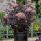 Plant in a Box - Sambucus nigra 'Black Lace' - Set van 4 - Pot 17cm - Hoogte 25-40cm