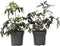 Plant in a Box - Sambucus nigra 'Black Lace' - Set van 4 - Pot 17cm - Hoogte 25-40cm