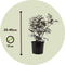 Plant in a Box - Sambucus nigra 'Black Lace' - Set van 4 - Pot 17cm - Hoogte 25-40cm