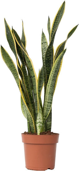 Plant in a Box - Sansevieria Laurentii - Makkelijke Kamerplant - Vrouwentong - Pot 21cm - Hoogte 65-75cm