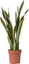 Plant in a Box - Sansevieria Laurentii - Makkelijke Kamerplant - Vrouwentong - Pot 21cm - Hoogte 65-75cm
