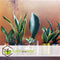 Plant in a Box - Sansevieria Laurentii - Makkelijke Kamerplant - Vrouwentong - Pot 12cm - Hoogte 30-40cm