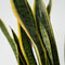 Plant in a Box - Sansevieria Laurentii - Makkelijke Kamerplant - Vrouwentong - Pot 21cm - Hoogte 65-75cm