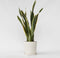 Plant in a Box - Sansevieria Laurentii - Makkelijke Kamerplant - Vrouwentong - Pot 21cm - Hoogte 65-75cm