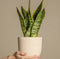 Plant in a Box - Sansevieria Laurentii - Makkelijke Kamerplant - Vrouwentong - Pot 21cm - Hoogte 65-75cm
