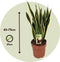 Plant in a Box - Sansevieria Laurentii - Makkelijke Kamerplant - Vrouwentong - Pot 21cm - Hoogte 65-75cm