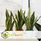 Plant in a Box - Sansevieria Laurentii - Makkelijke Kamerplant - Vrouwentong - Pot 12cm - Hoogte 30-40cm