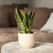 Plant in a Box - Sansevieria Laurentii - Makkelijke Kamerplant - Vrouwentong - Pot 12cm - Hoogte 30-40cm
