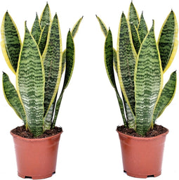 Plant in a Box - Sansevieria Laurentii - Set van 2 - Makkelijke Kamerplant - Vrouwentong - Pot 12cm - Hoogte 30-40cm