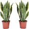 Plant in a Box - Sansevieria Laurentii - Set van 2 - Makkelijke Kamerplant - Vrouwentong - Pot 12cm - Hoogte 30-40cm
