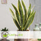 Plant in a Box - Sansevieria Laurentii - Set van 2 - Makkelijke Kamerplant - Vrouwentong - Pot 12cm - Hoogte 30-40cm