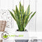 Plant in a Box - Sansevieria Laurentii - Set van 2 - Makkelijke Kamerplant - Vrouwentong - Pot 12cm - Hoogte 30-40cm
