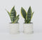 Plant in a Box - Sansevieria Laurentii - Set van 2 - Makkelijke Kamerplant - Vrouwentong - Pot 12cm - Hoogte 30-40cm
