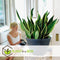 Plant in a Box - Sansevieria Laurentii - Set van 2 - Makkelijke Kamerplant - Vrouwentong - Pot 12cm - Hoogte 30-40cm