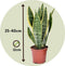 Plant in a Box - Sansevieria Laurentii - Set van 2 - Makkelijke Kamerplant - Vrouwentong - Pot 12cm - Hoogte 30-40cm