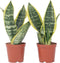 Plant in a Box - Sansevieria Laurentii - Set van 2 - Makkelijke Kamerplant - Vrouwentong - Pot 12cm - Hoogte 30-40cm