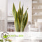 Plant in a Box - Sansevieria Laurentii - Set van 2 - Makkelijke Kamerplant - Vrouwentong - Pot 12cm - Hoogte 30-40cm