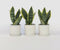 Plant in a Box - Sansevieria Laurentii - Set van 3 - Makkelijke Kamerplant - Vrouwentong - Pot 12cm - Hoogte 30-40cm