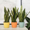 Plant in a Box - Sansevieria Laurentii - Set van 3 - Makkelijke Kamerplant - Vrouwentong - Pot 12cm - Hoogte 30-40cm