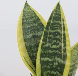 Plant in a Box - Sansevieria Laurentii - Set van 4 - Makkelijke Kamerplant - Vrouwentong - Pot 12cm - Hoogte 30-40cm