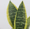 Plant in a Box - Sansevieria Laurentii - Set van 4 - Makkelijke Kamerplant - Vrouwentong - Pot 12cm - Hoogte 30-40cm
