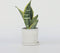 Plant in a Box - Sansevieria Laurentii - Set van 4 - Makkelijke Kamerplant - Vrouwentong - Pot 12cm - Hoogte 30-40cm