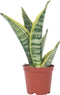 Plant in a Box - Sansevieria Laurentii - Set van 4 - Makkelijke Kamerplant - Vrouwentong - Pot 12cm - Hoogte 30-40cm
