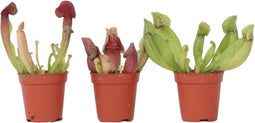 Plant in a Box - Sarracenia purpurea - Vleesetende plant - Set van 3 - Bekerplant - Kamerplant - Pot 5,5cm - Hoogte 10-15cm