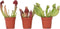 Plant in a Box - Sarracenia purpurea - Vleesetende plant - Set van 3 - Bekerplant - Kamerplant - Pot 5,5cm - Hoogte 10-15cm