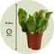 Plant in a Box - Sarracenia purpurea - Vleesetende plant - Set van 3 - Bekerplant - Kamerplant - Pot 5,5cm - Hoogte 10-15cm