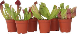 Plant in a Box - Sarracenia purpurea - Vleesetende plant - Set van 6 - Bekerplant - Kamerplant - Pot 5,5cm - Hoogte 10-15cm