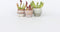 Plant in a Box - Sarracenia purpurea - Vleesetende plant - Set van 6 - Bekerplant - Kamerplant - Pot 5,5cm - Hoogte 10-15cm
