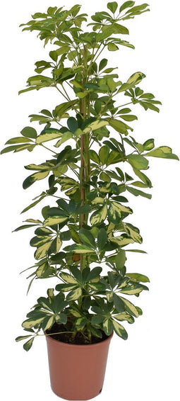 Plant in a Box - Schefflera Dalton - Vingerplant - Groene kamerplant die iets minder licht kan verdragen - Pot 21cm - Hoogte 90-100cm
