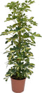 Plant in a Box - Schefflera Dalton - Vingerplant - Groene kamerplant die iets minder licht kan verdragen - Pot 21cm - Hoogte 90-100cm