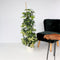 Plant in a Box - Schefflera Dalton - Vingerplant - Groene kamerplant die iets minder licht kan verdragen - Pot 21cm - Hoogte 90-100cm